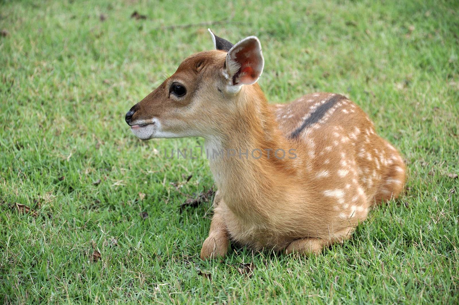 young sika deer by MaZiKab