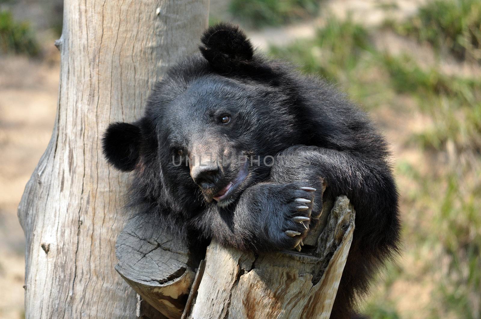 asiatic black bear by MaZiKab