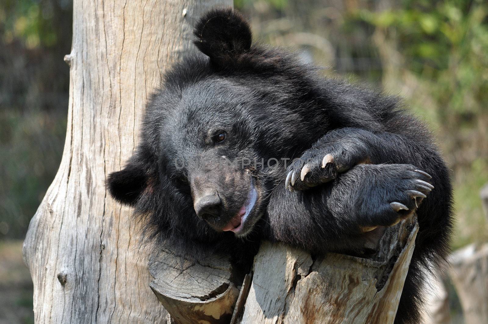 asiatic black bear by MaZiKab