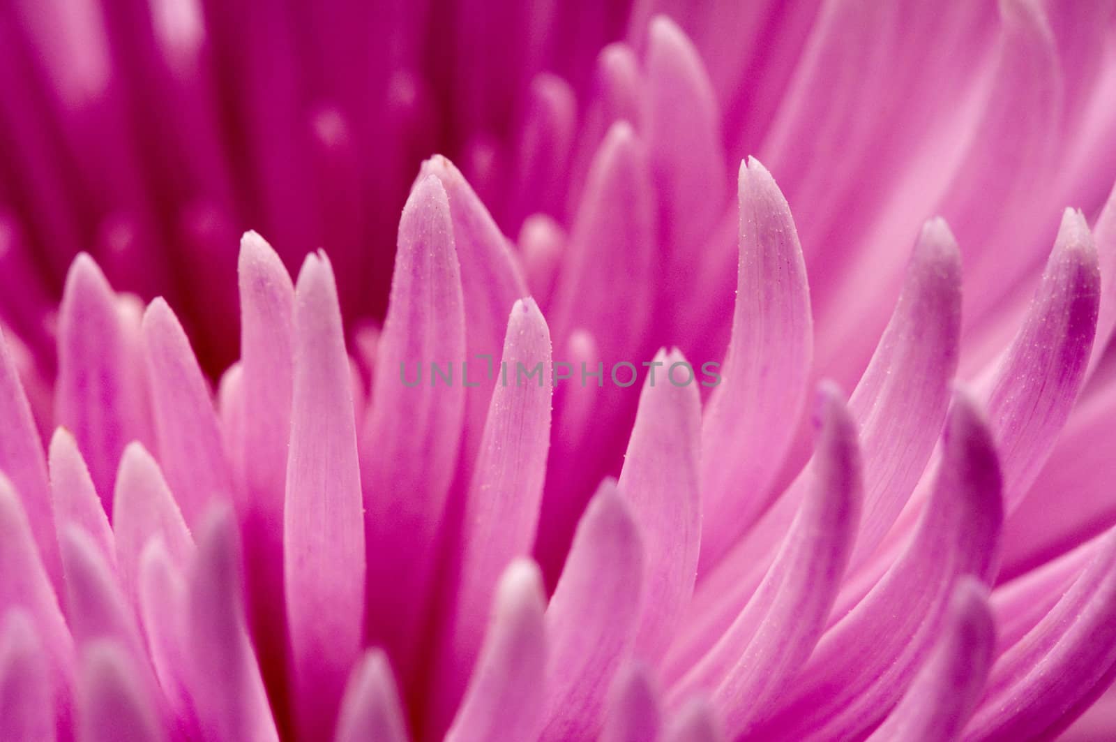 Close-up of chrysanthemum by DNKSTUDIO