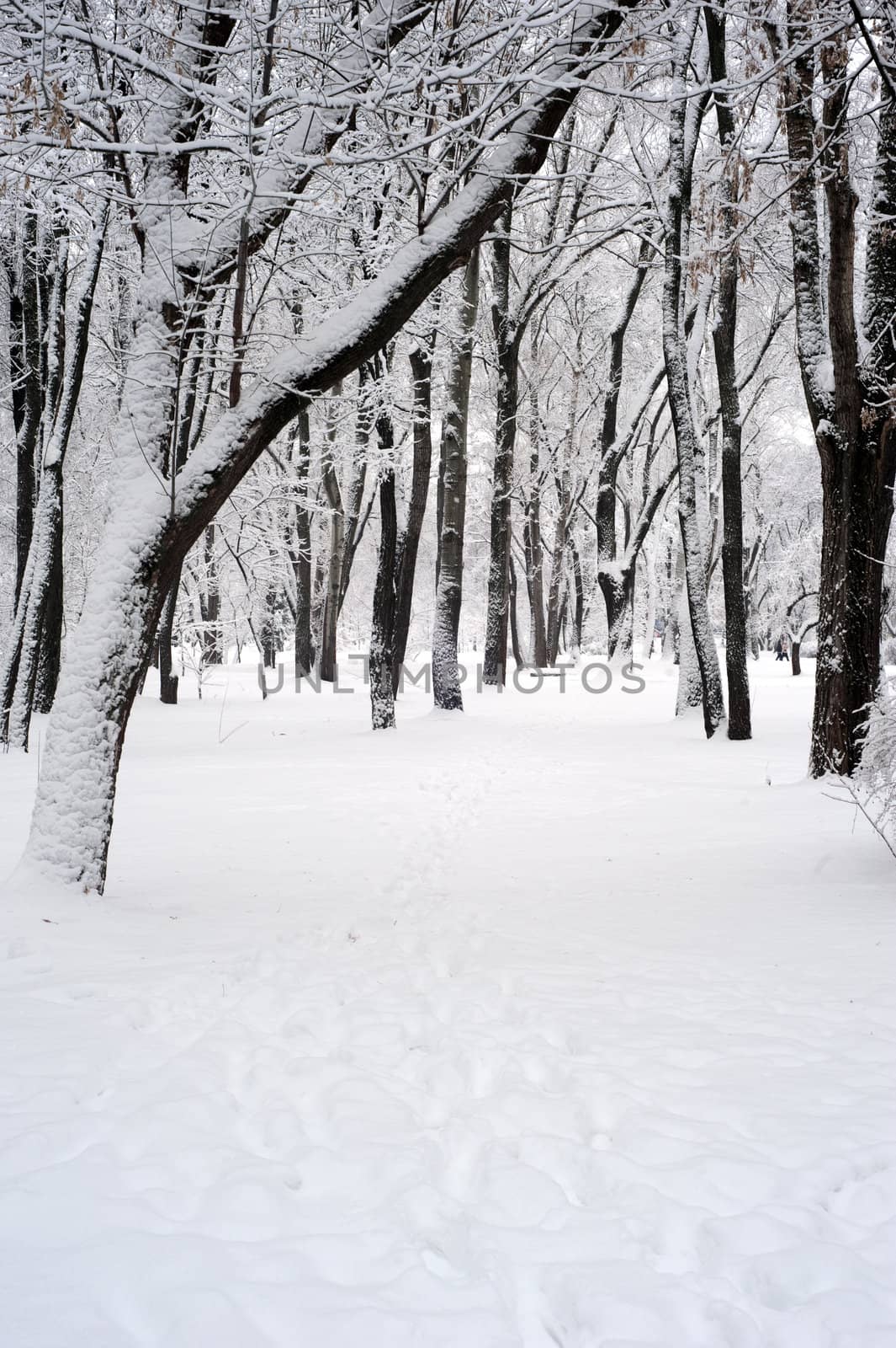 Winter park by DNKSTUDIO