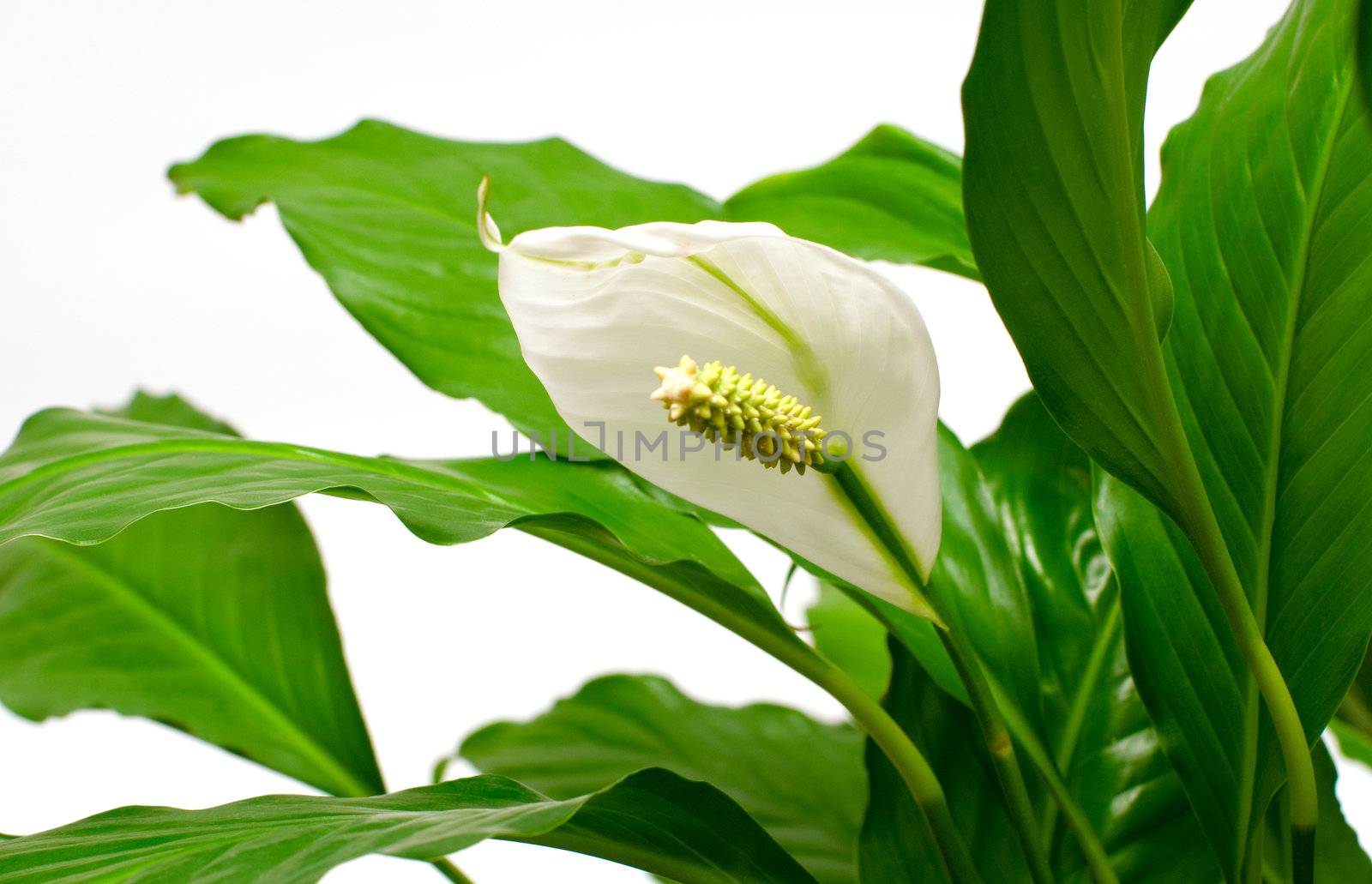 Houseplant - Spathiphyllum floribundum (Peace Lily). White Flower on the background of green leaves