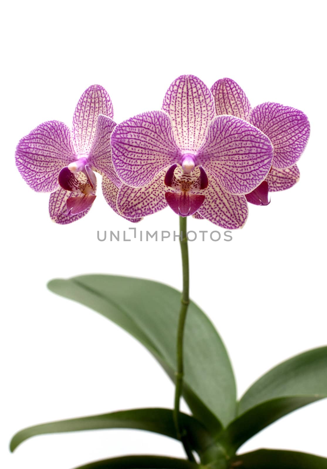 purple orchid by DNKSTUDIO