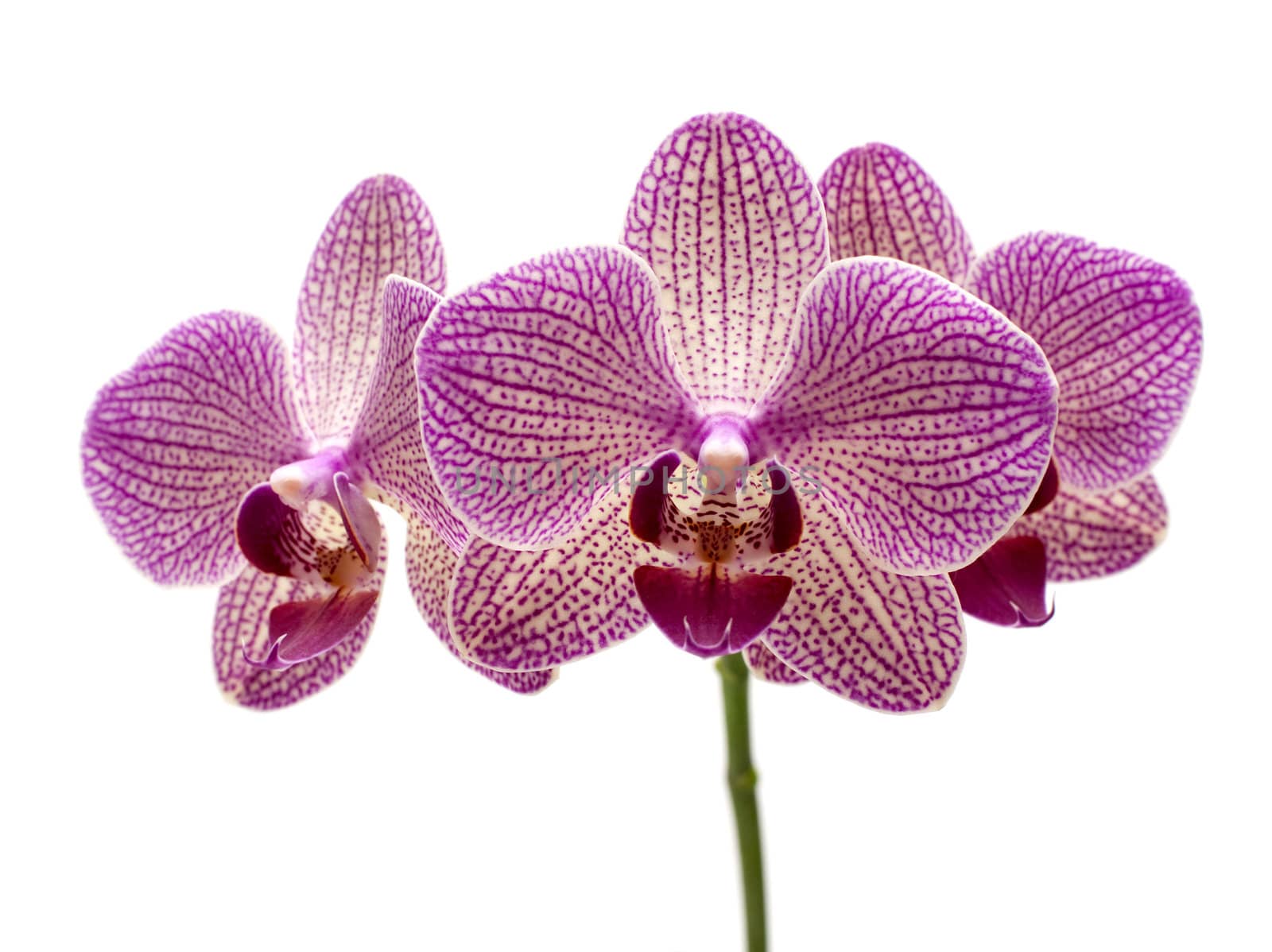 Pink orchid by DNKSTUDIO