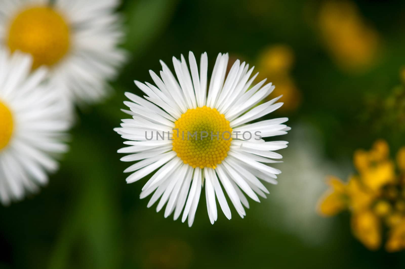 White Daisy on the green Background by DNKSTUDIO