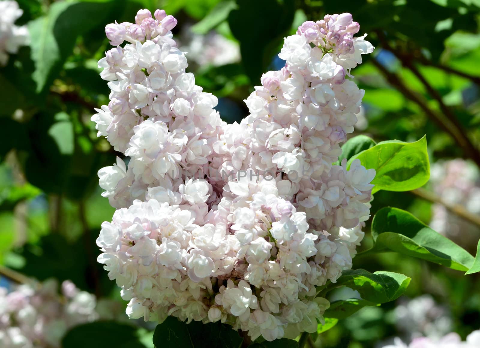 White blooming lilac in springtime