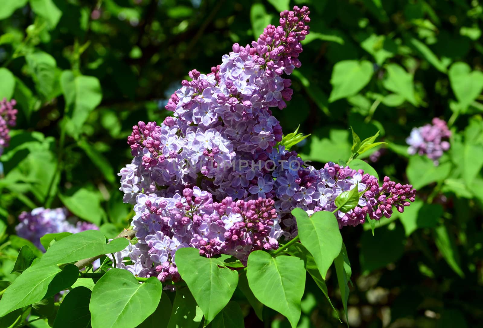 purple lilac bush blooming in May day by DNKSTUDIO