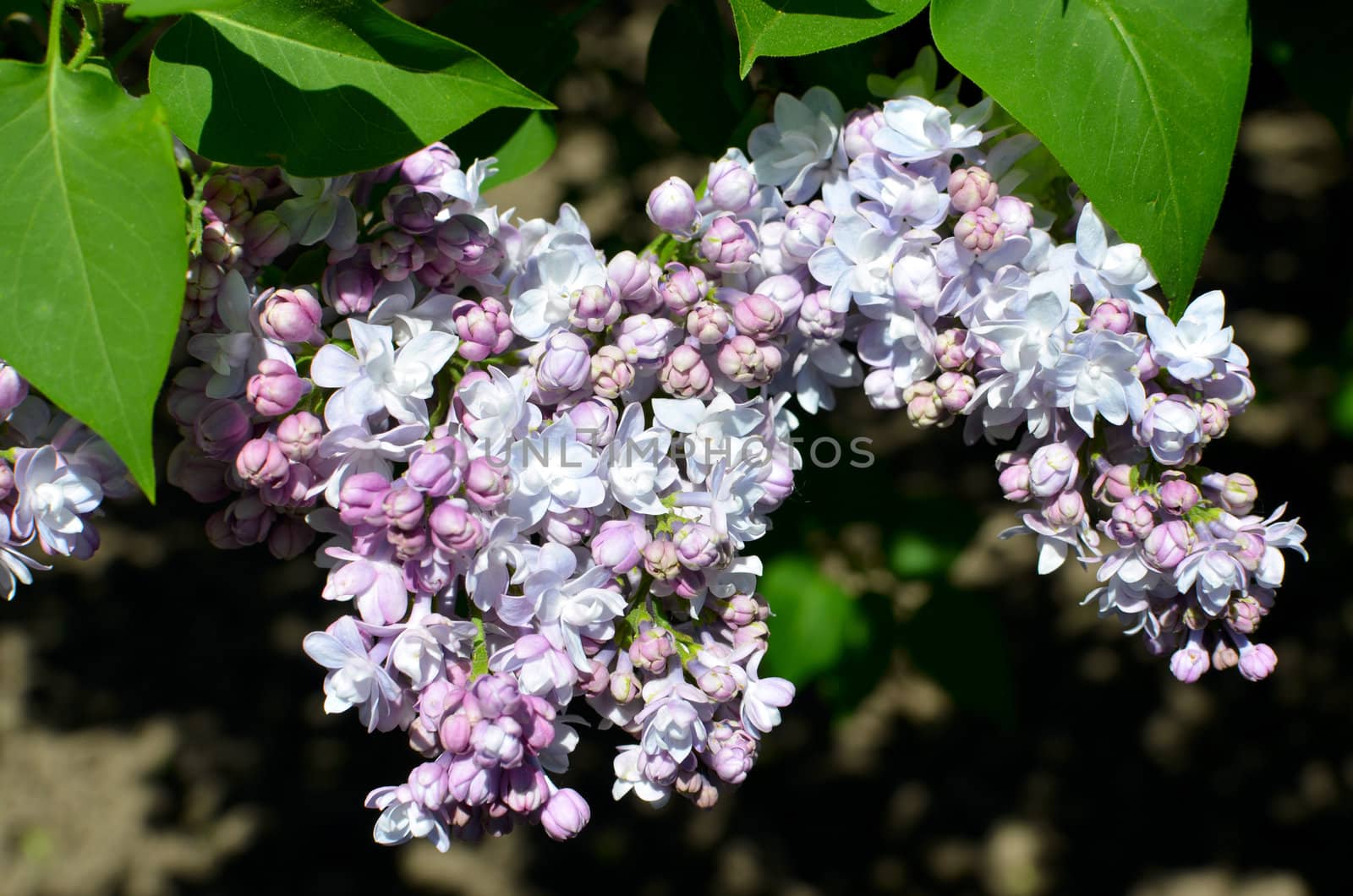 Branch of lilac flowers with the leaves by DNKSTUDIO