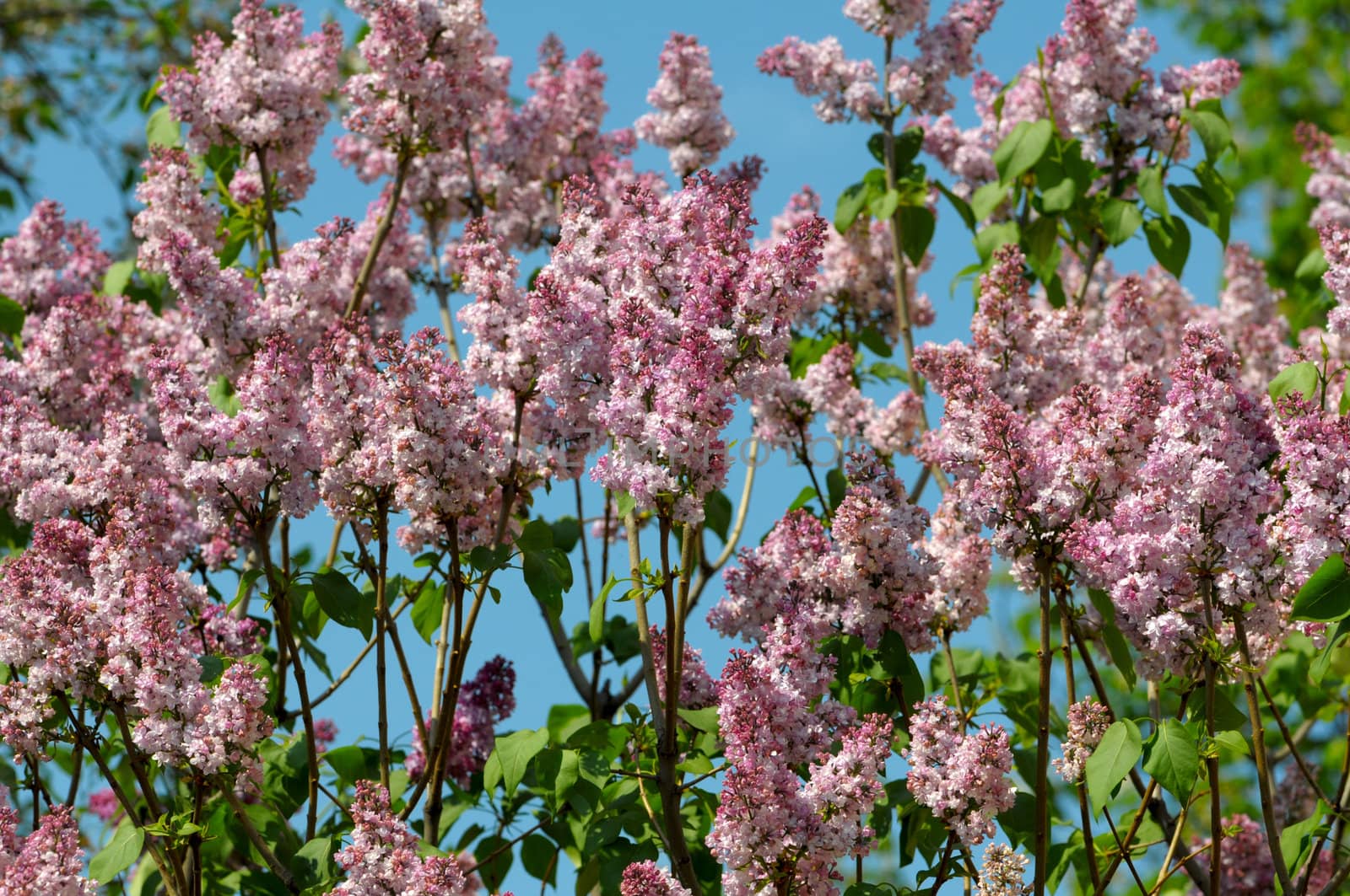 Bunch of violet lilac flower in sunny spring day in front of blu by DNKSTUDIO