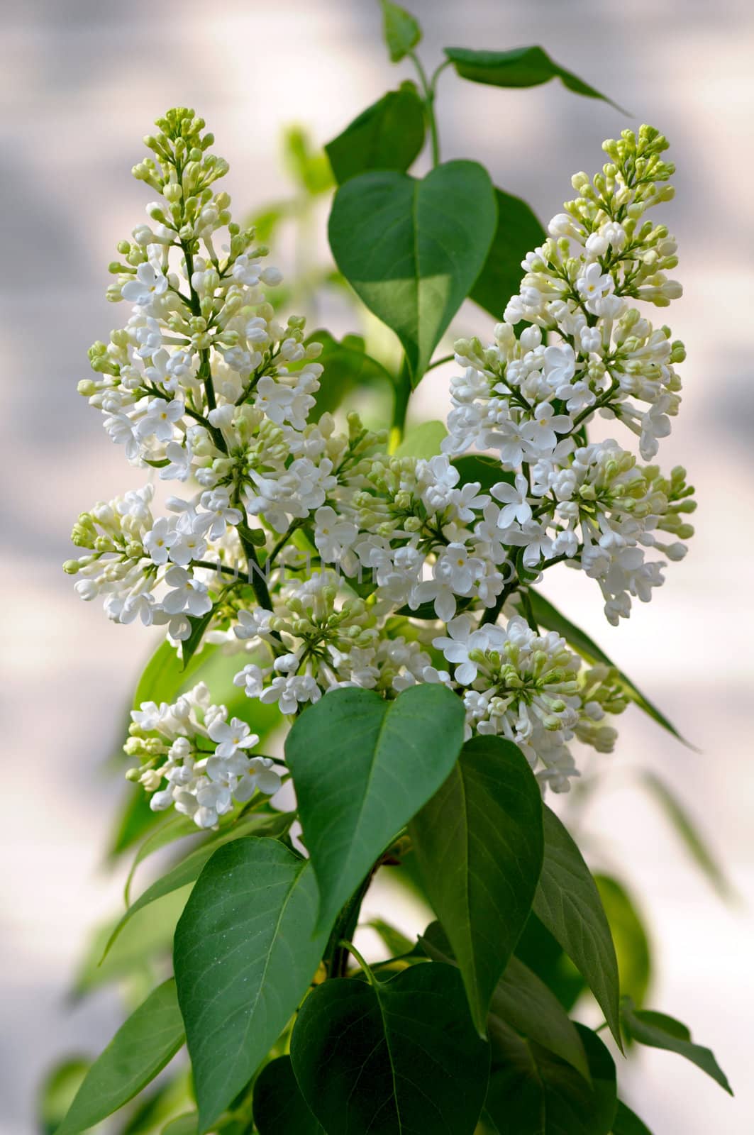 White lilac bushes in the garden