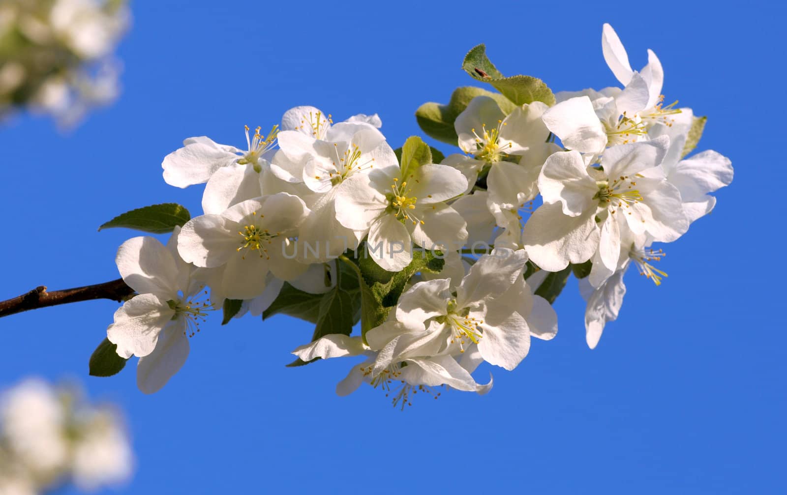 Apple tree flowers on the bright blue sky background by DNKSTUDIO