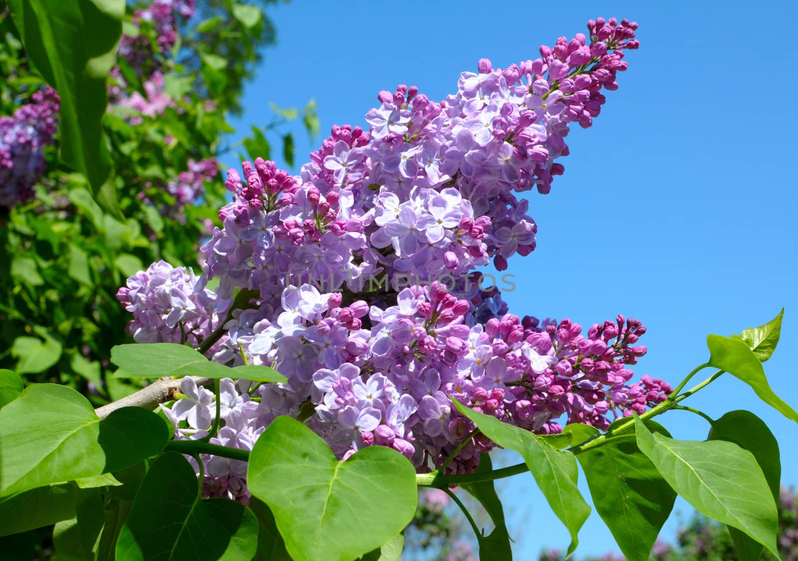 purple lilac bush blooming in May day by DNKSTUDIO
