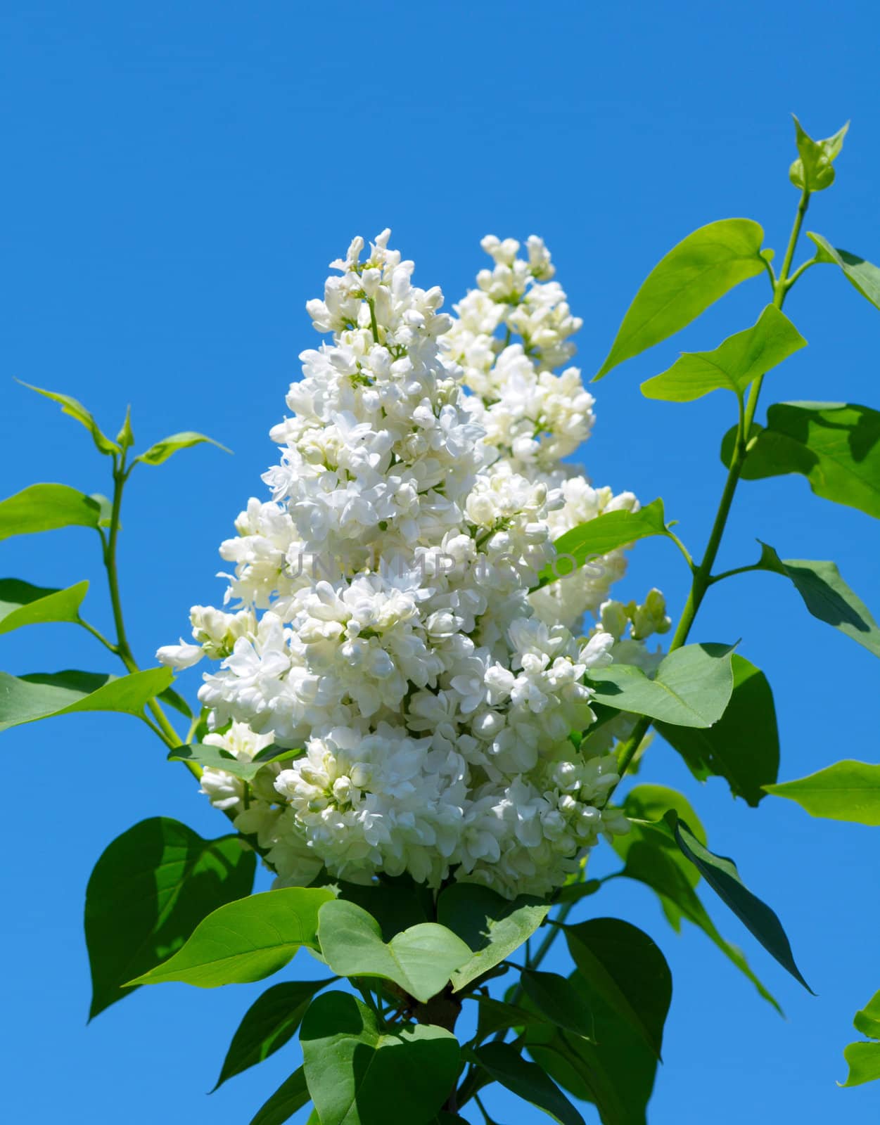 White blooming lilac in springtime