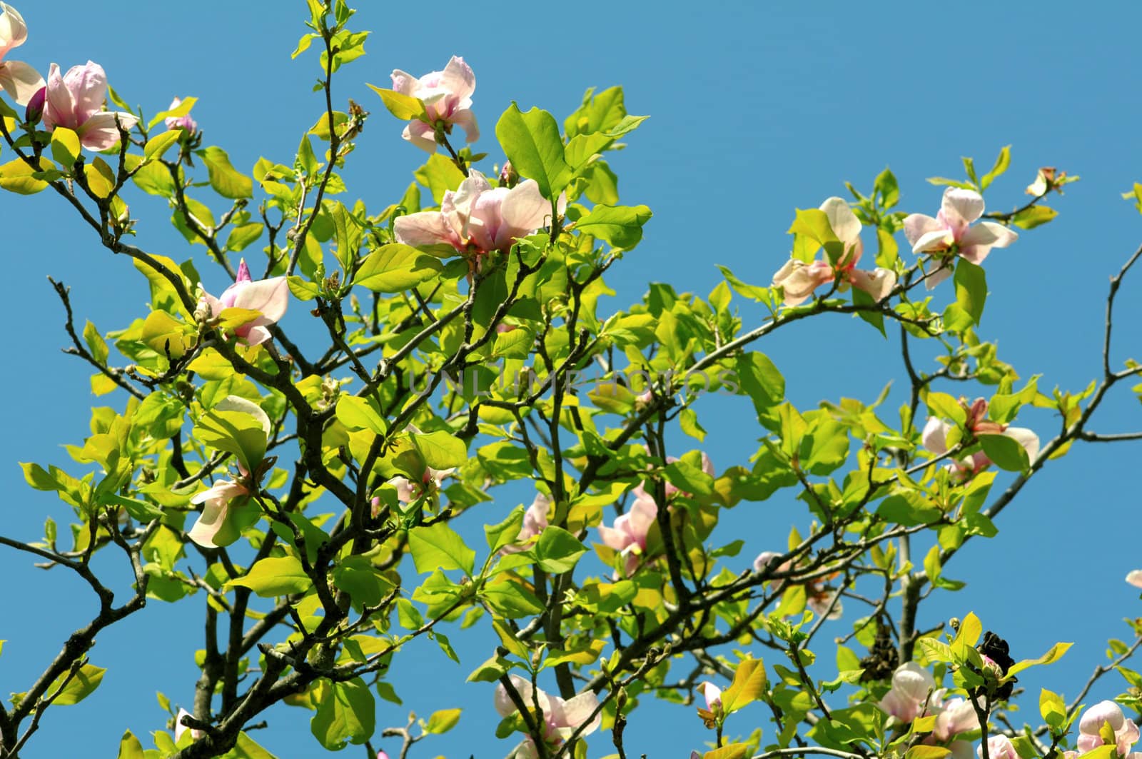 Close up of beautiful magnolia flowers against blue sky by DNKSTUDIO