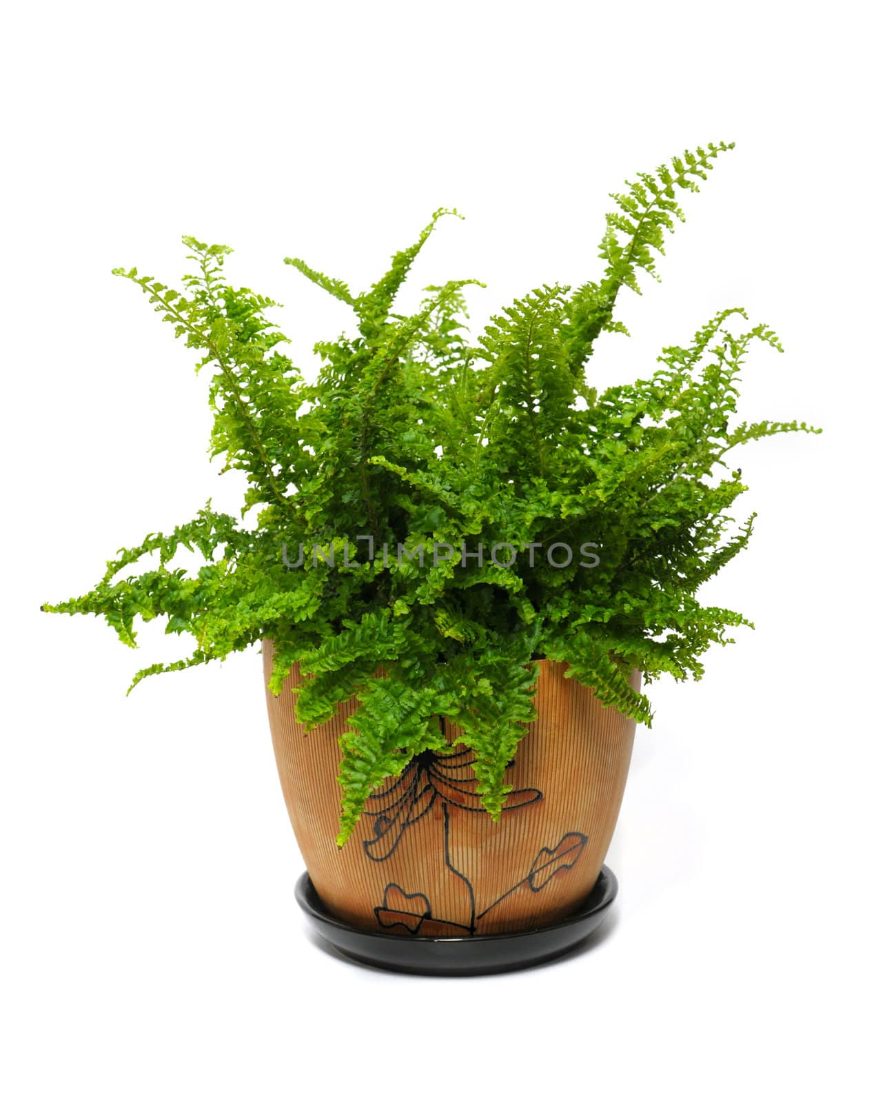 fern in a brown pot isolated on white background by DNKSTUDIO