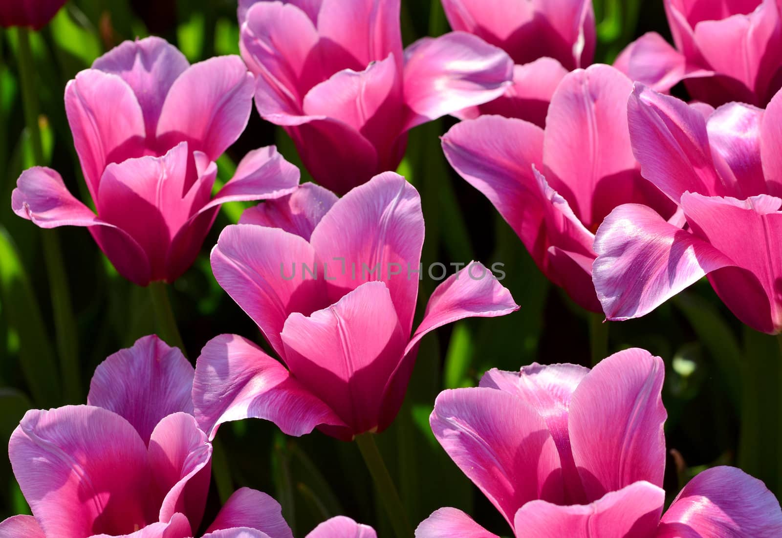 beautiful tulips in sunlight by DNKSTUDIO