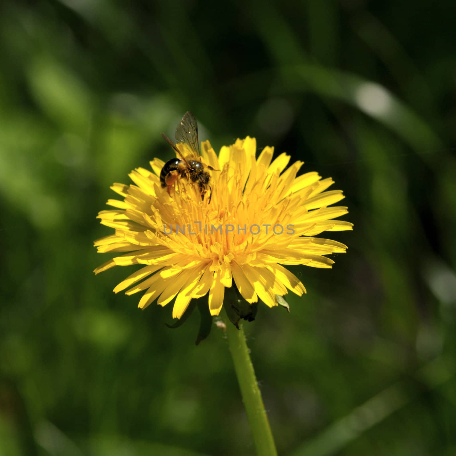 Bee on dandelion by DNKSTUDIO
