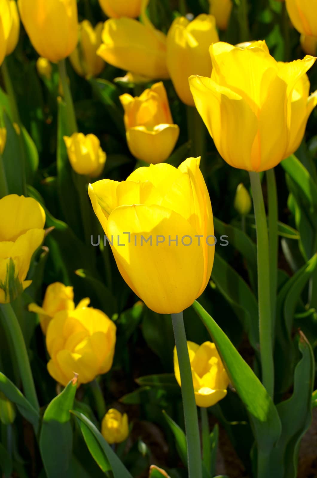 Close up on fresh tulips in warm sunlight by DNKSTUDIO