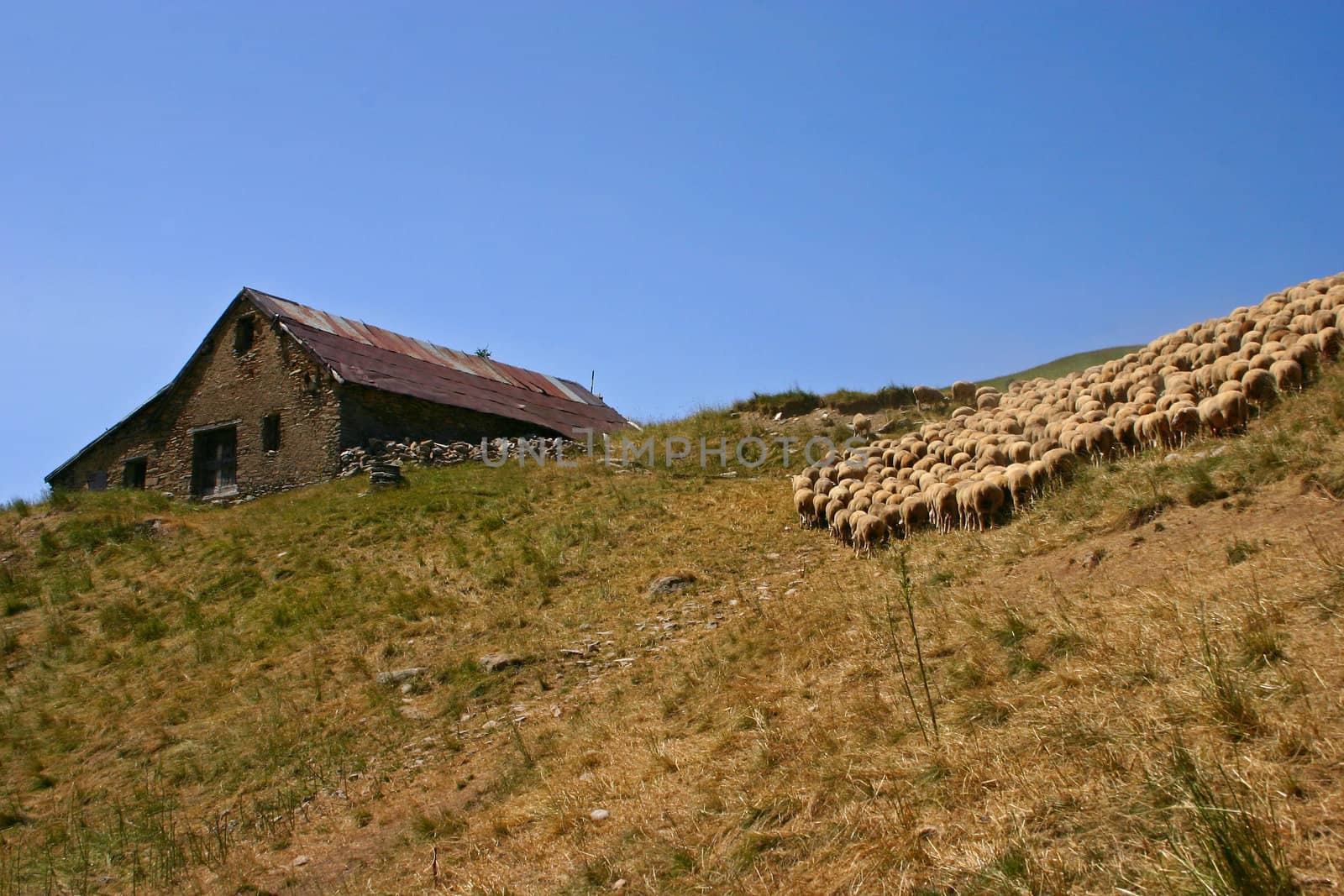 Flock of sheeps - 2 by Kartouchken