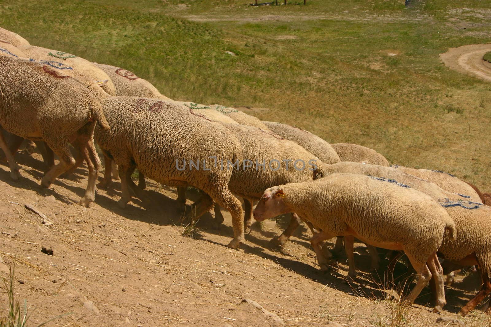 Flock of sheeps - 1 by Kartouchken
