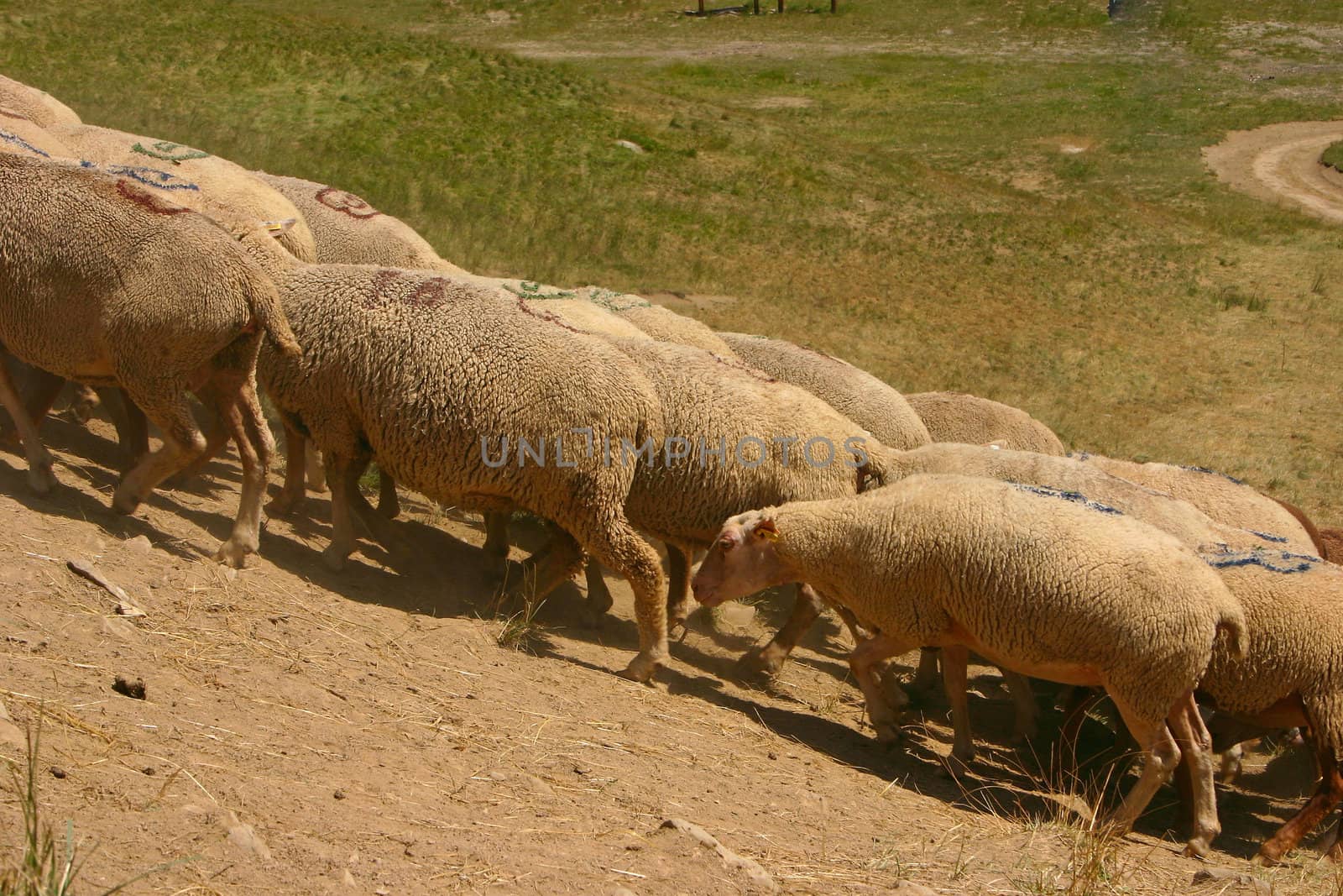 Flock of sheep grazing in the French Alps