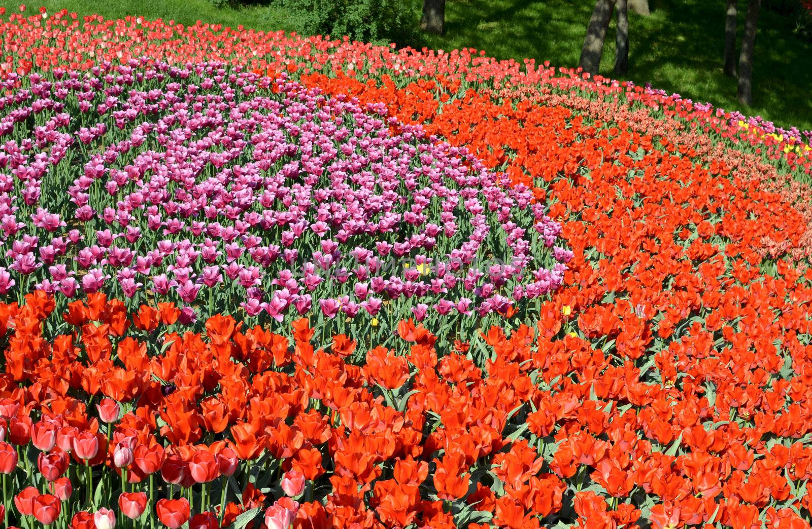 Spring field with colorful tulips