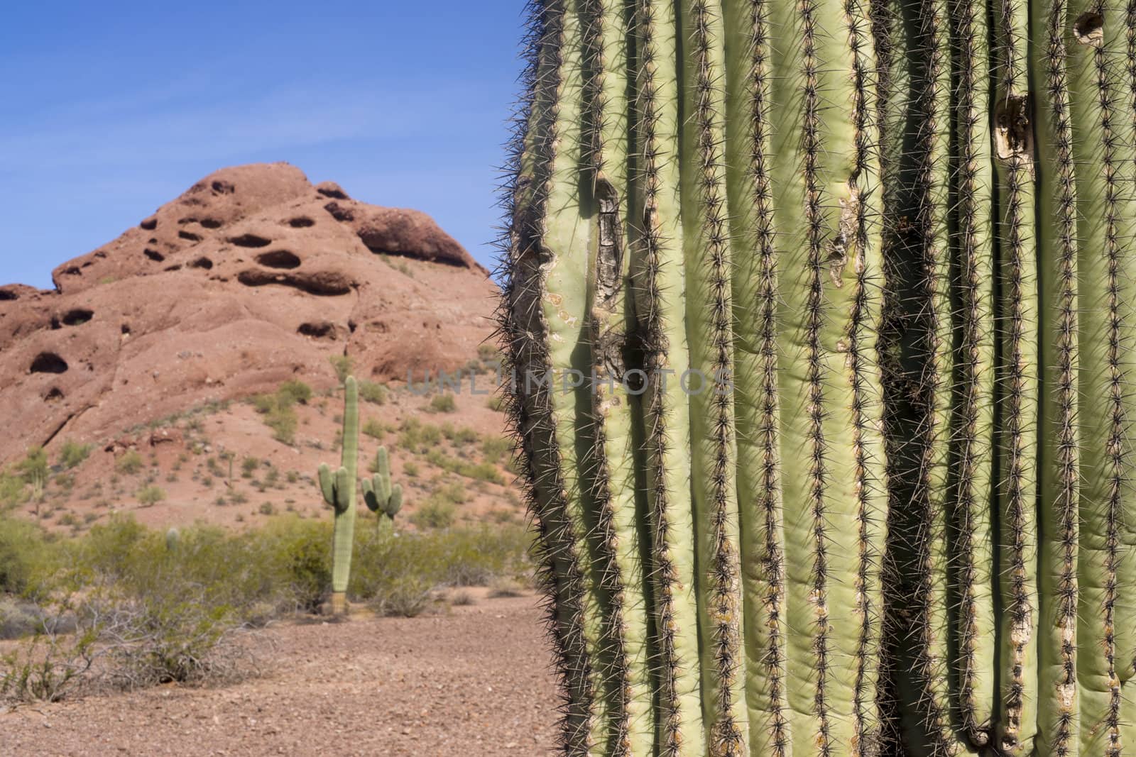 Horizontal of Red Rocks and Cactus in the Desert