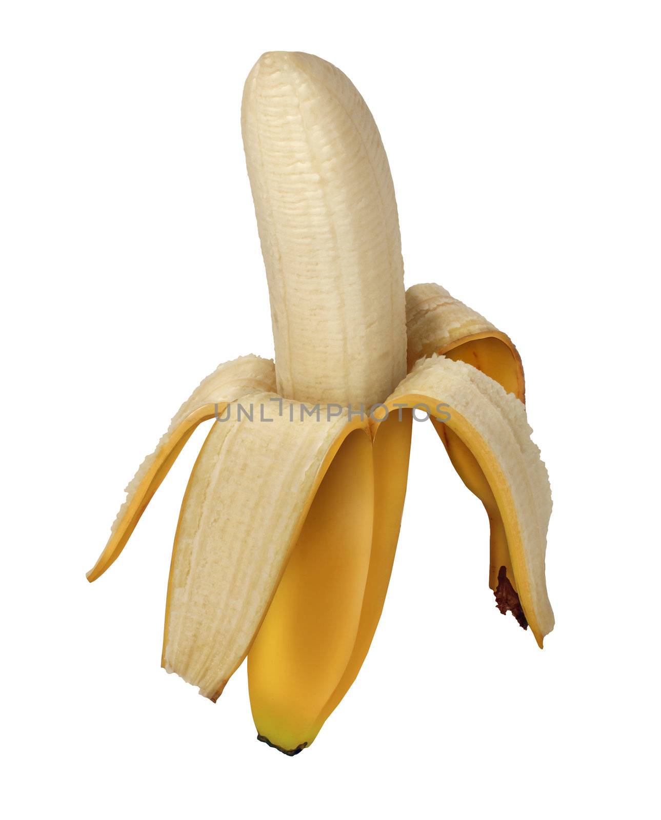 Banana peeled open as a fruits and vegetables symbol of healthy eating and organic cultivation as a ripe sweet nutritious health food from a tropical climate.