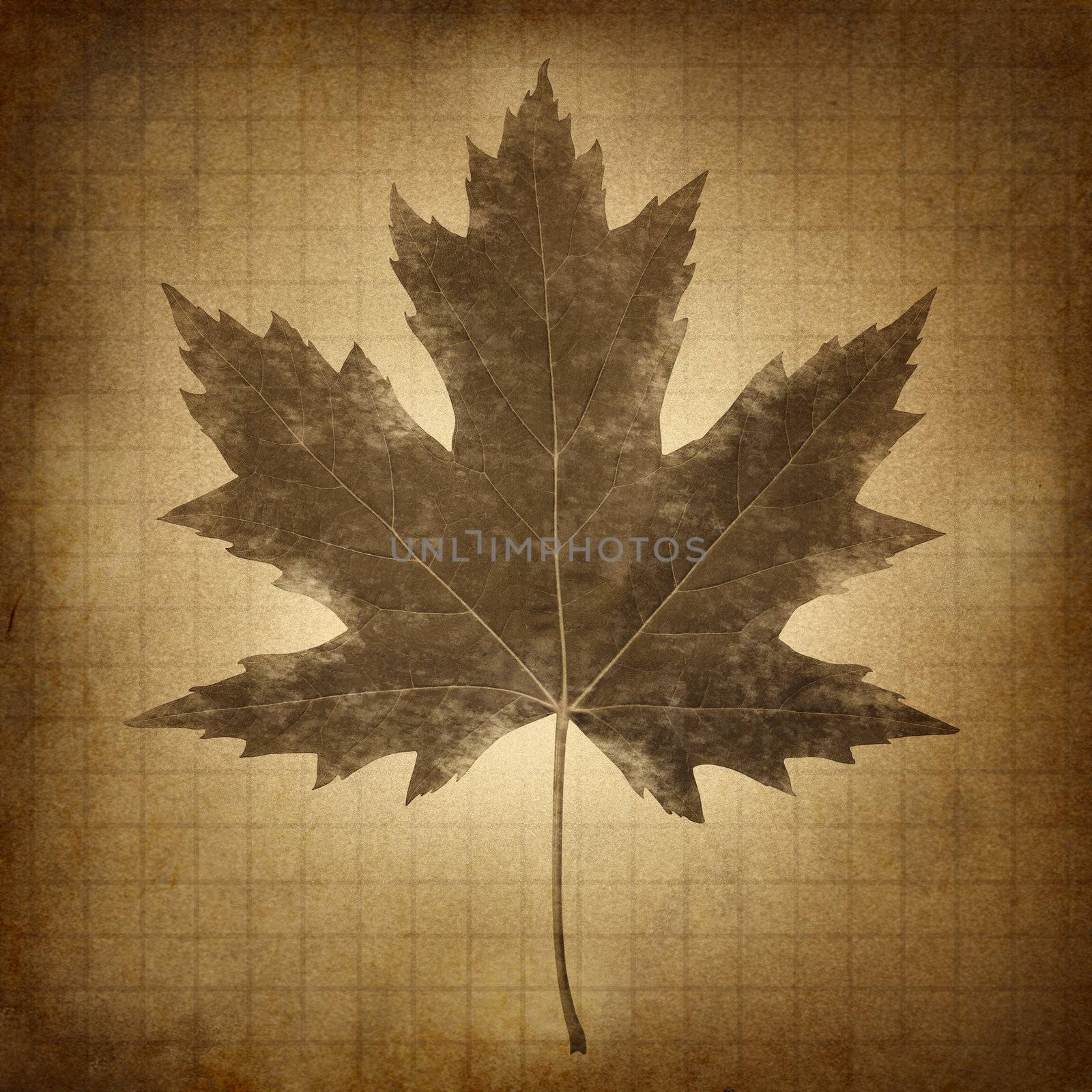 Grunge maple leaf on an old dirty sandy brown parchment paper as a seasonal symbol of nature as spring summer winter and fall and environment conservation  issues.
