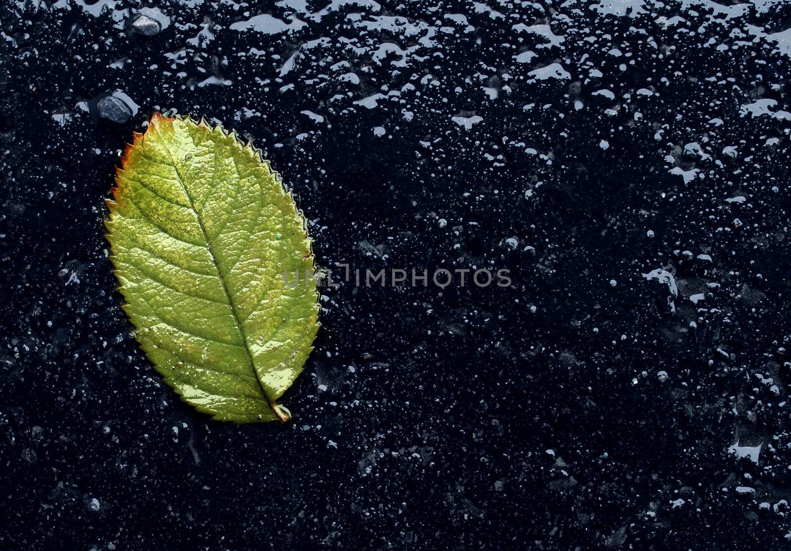 Wet single fallen green leaf on black asphalt as a symbol of renewal and hope after winter or before spring season with reflections as an icon of urban environment life.