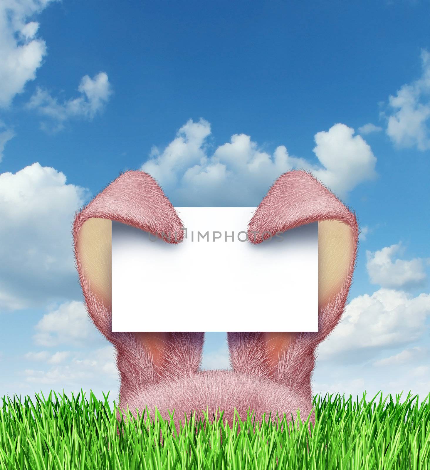 Easter bunny sign with pink rabbit ears holding a blank sign card on a spring blue sky popping up from green grass as a symbol of a fun holiday celebration advertising message.