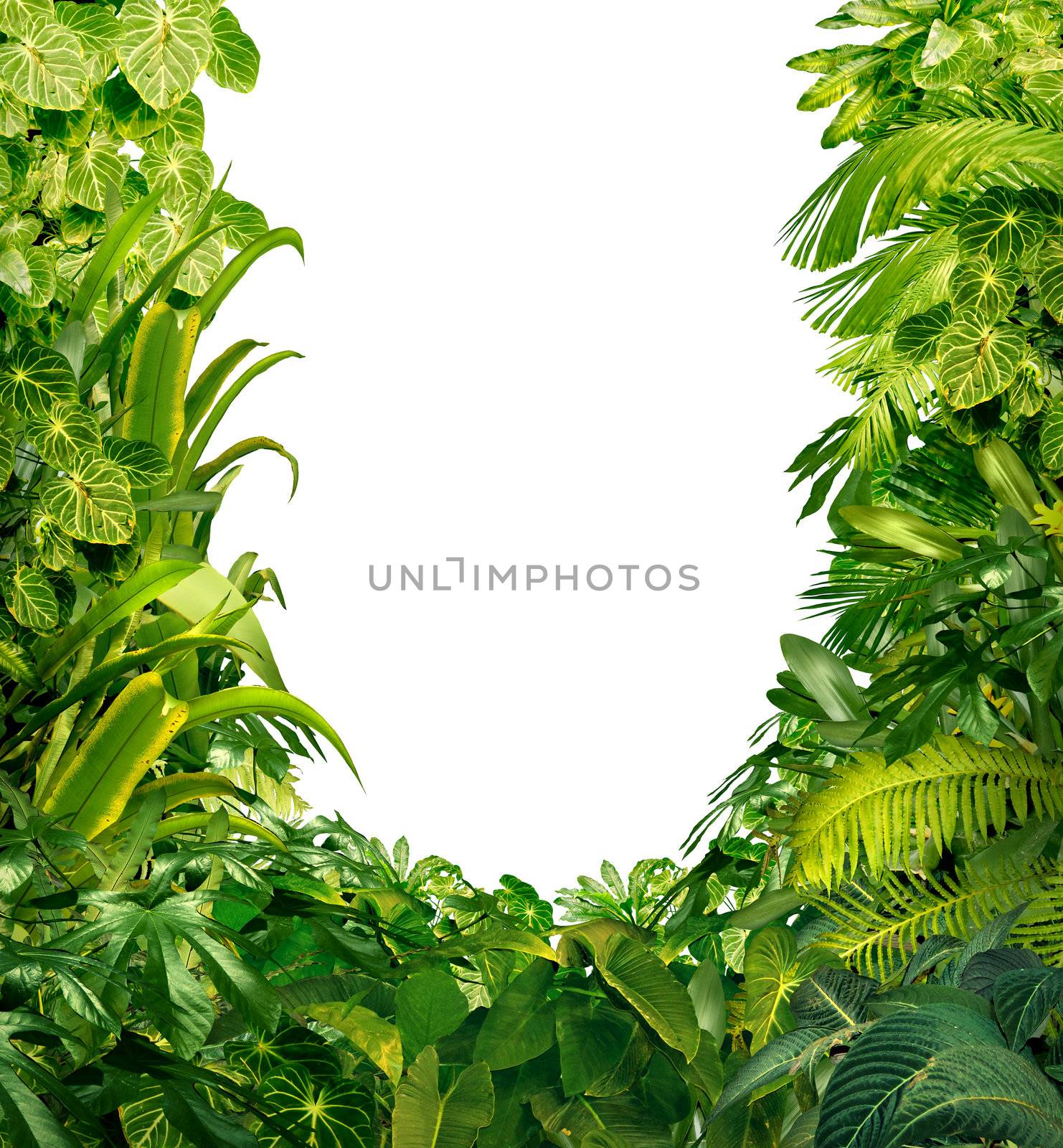 Tropical Plants Blank Frame by brightsource