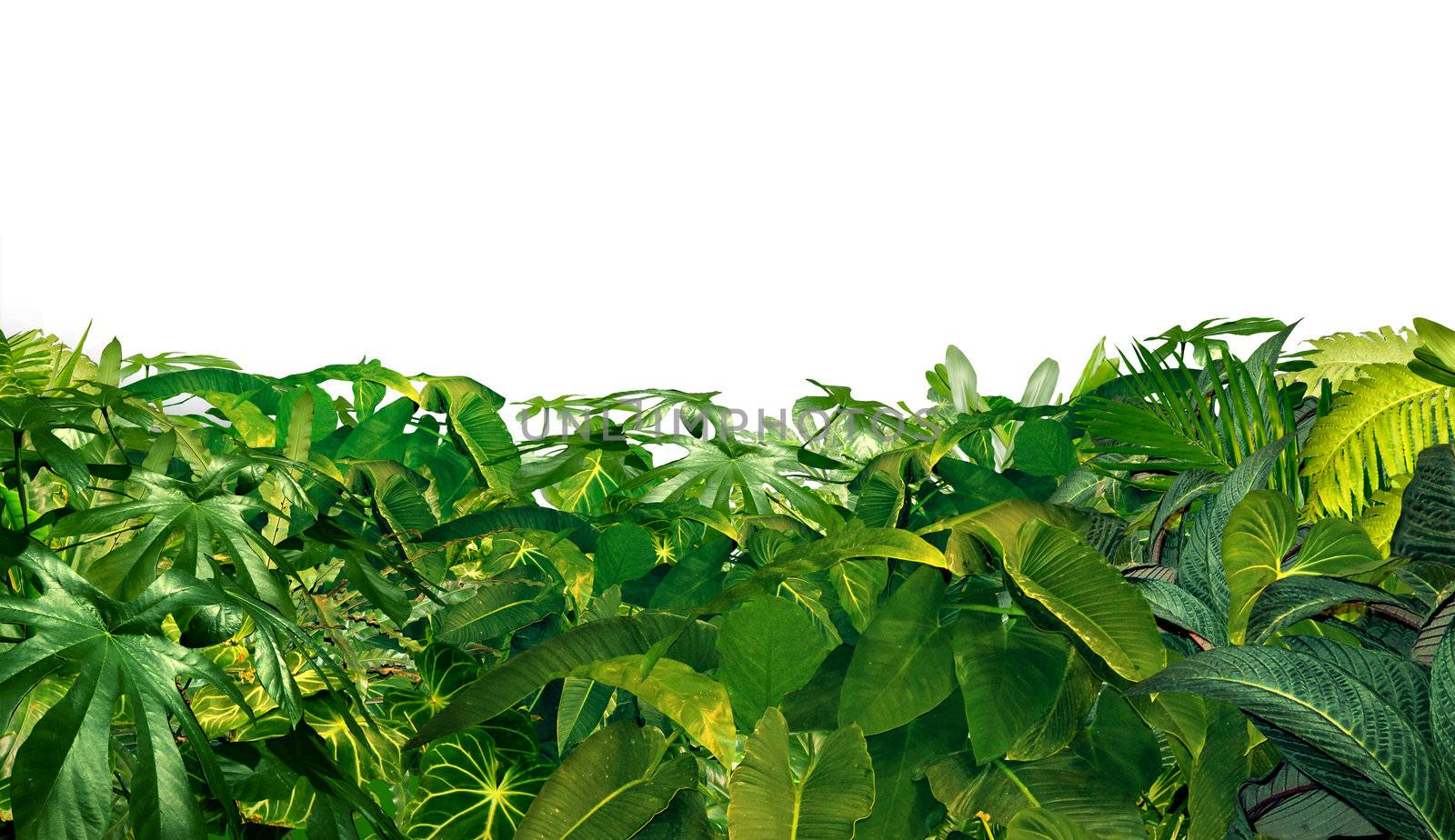 Jungle Border as a horizontal tropical plant design element with ferns and palm tree leaves found in southern hot climates as south America  Hawaii and Asia isolated on white.