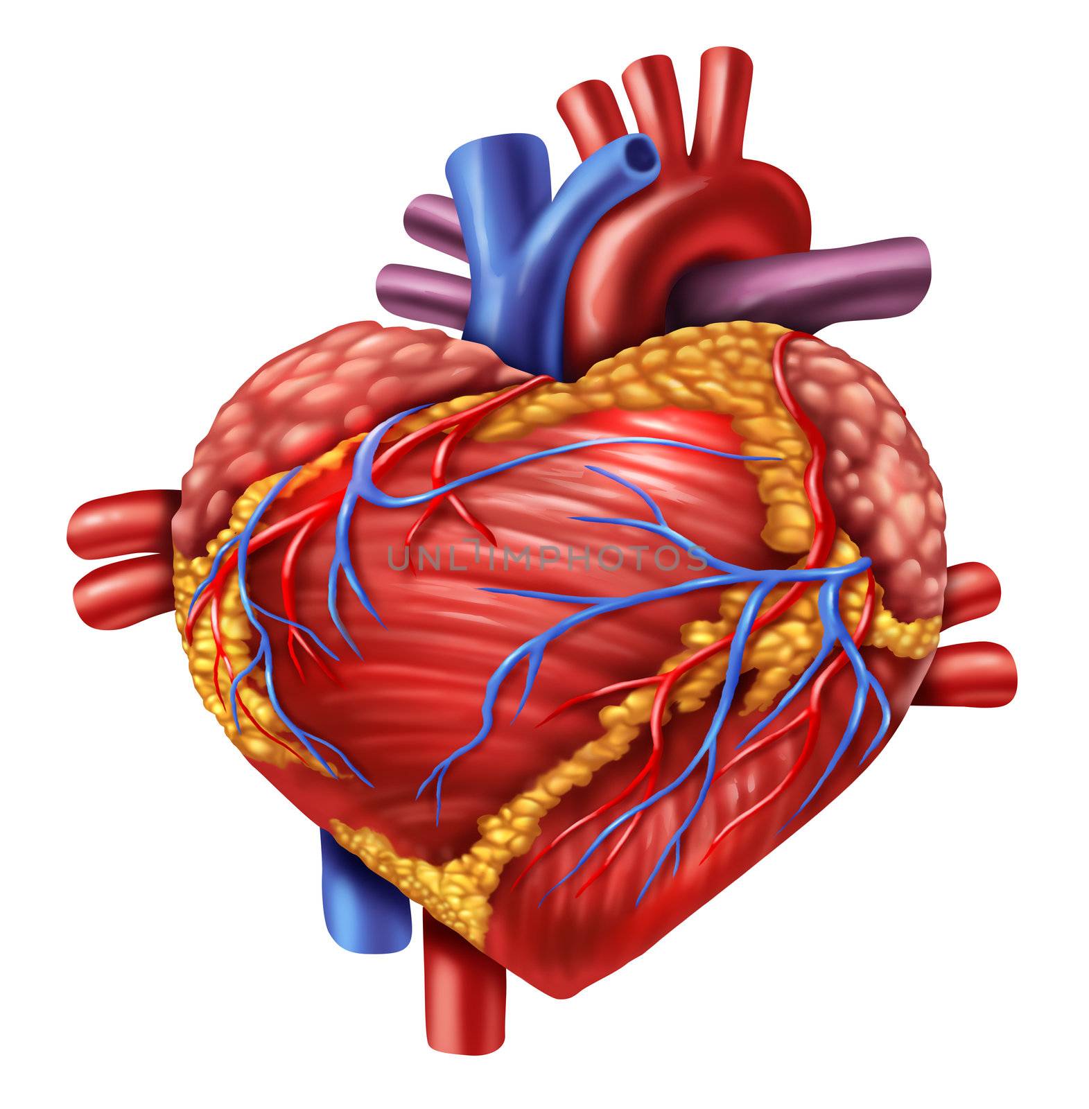 Human heart in the shape of a love symbol using the organ from the body anatomy for loving a healthy living isolated on white background as a medical health care symbol of an inner cardiovascular organ.