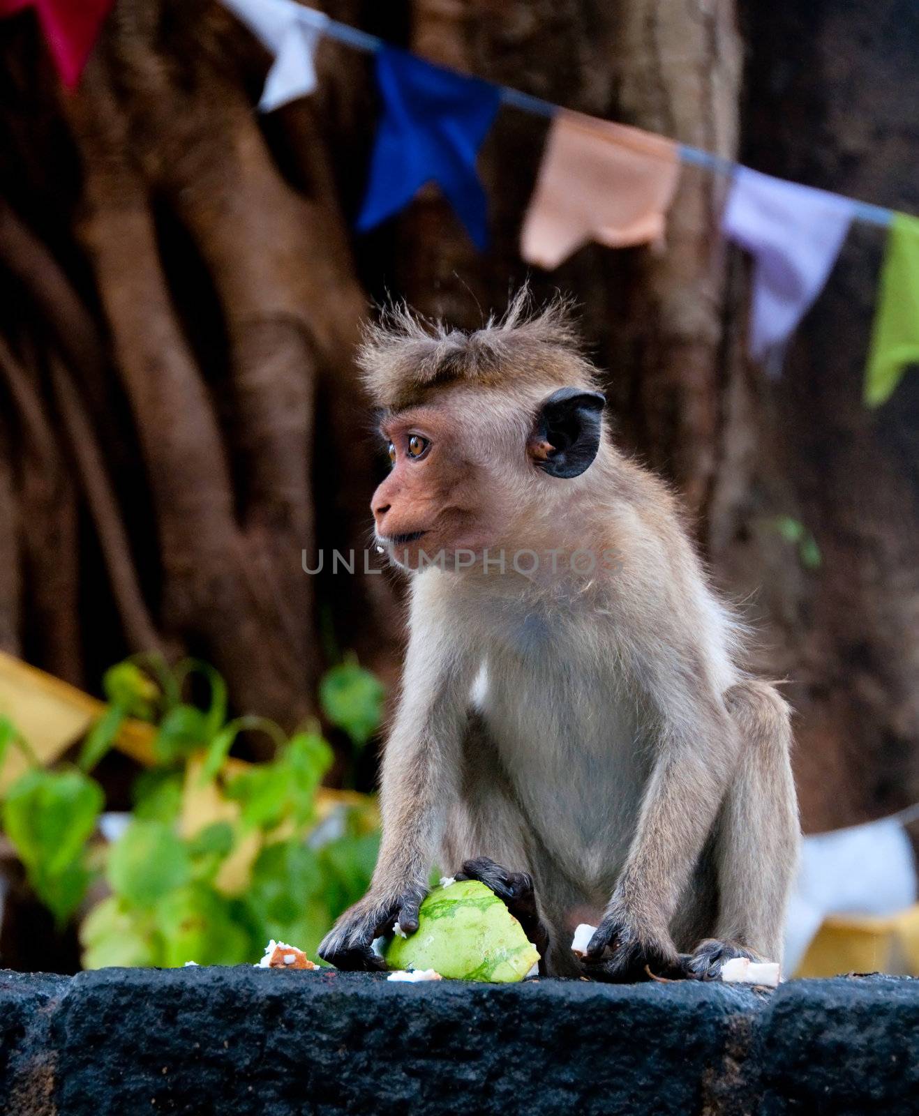 Portrait of wild small monkey with food in hands. It is wild animal near a temple in Sri Lanka