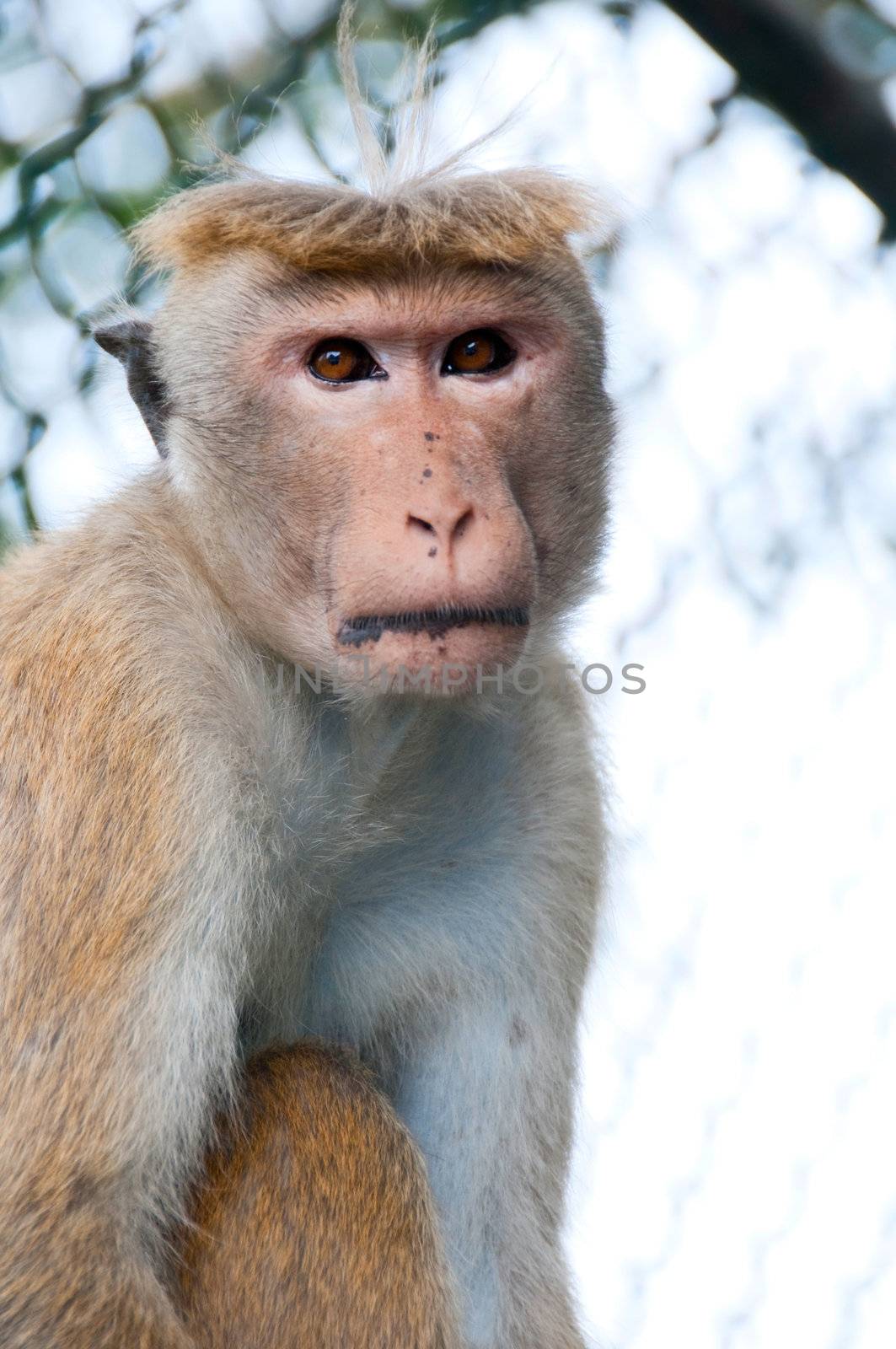 Portrait of wild smart monkey with clever and calm look. It is wild animal near a temple in Sri Lanka
