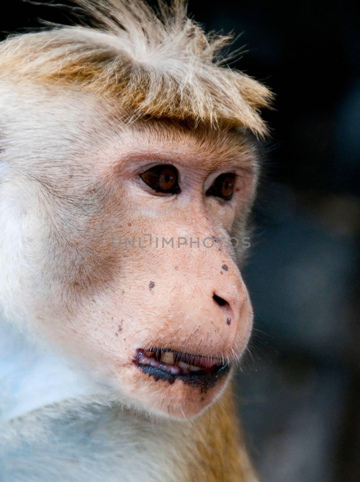 Portrait of wild smart monkey with clever and calm look. It is wild animal in Sri Lanka.