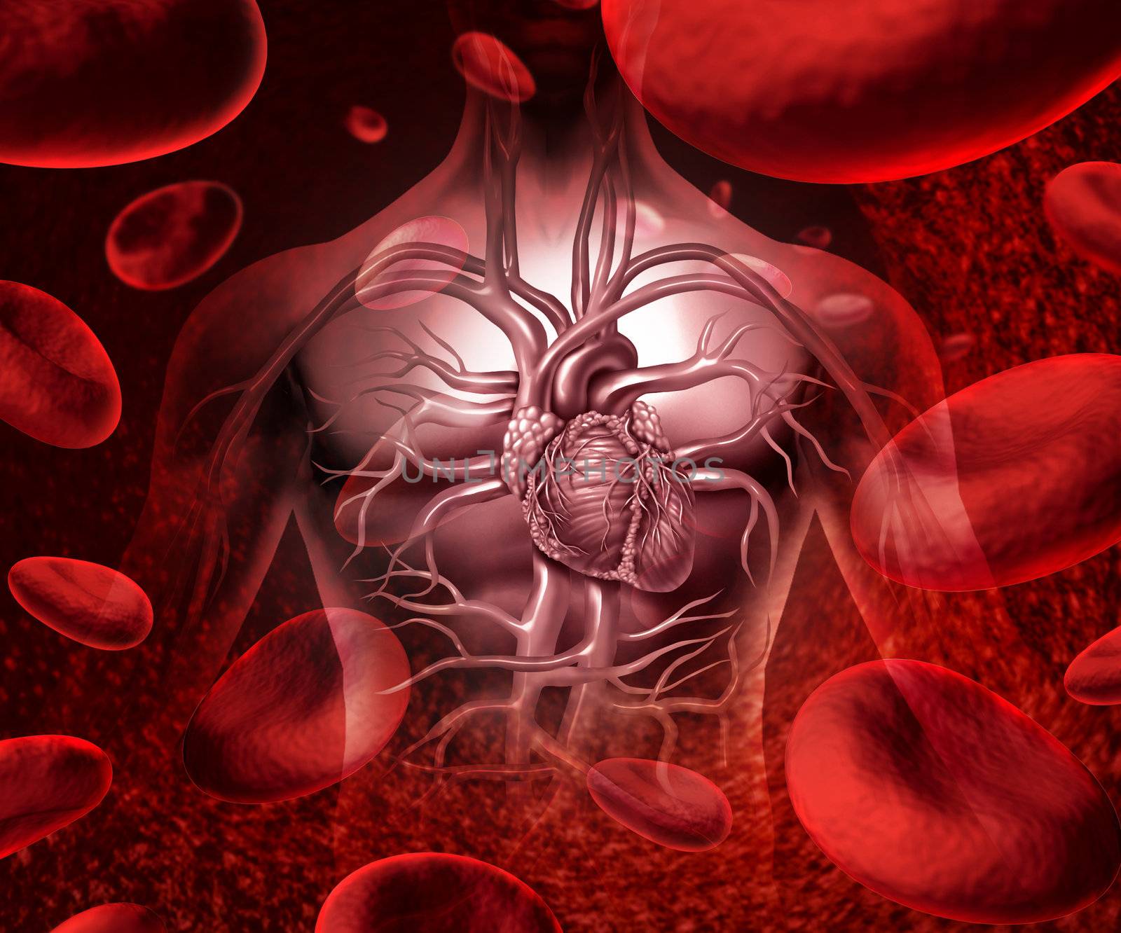 Blood system and circultaion with a human heart cardiovascular icon with anatomy from a healthy body on a background with blood cells as a medical health care symbol of an inner organ as a medical health care concept.