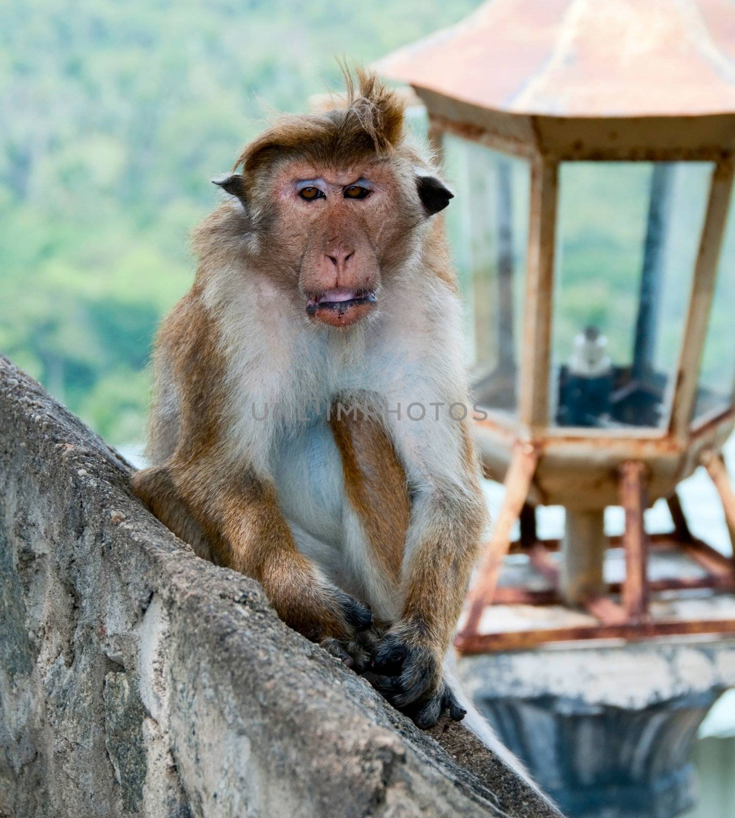 Portrait of wild smart monkey with clever and calm look