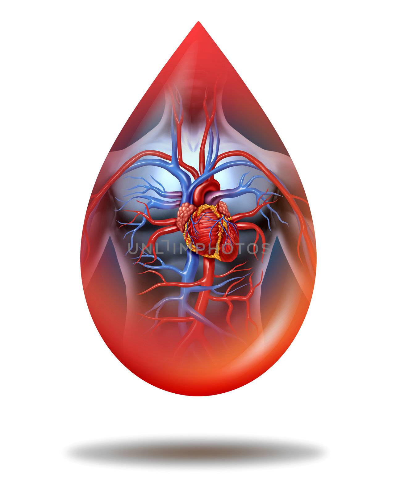 Human Heart Blood Drop by brightsource
