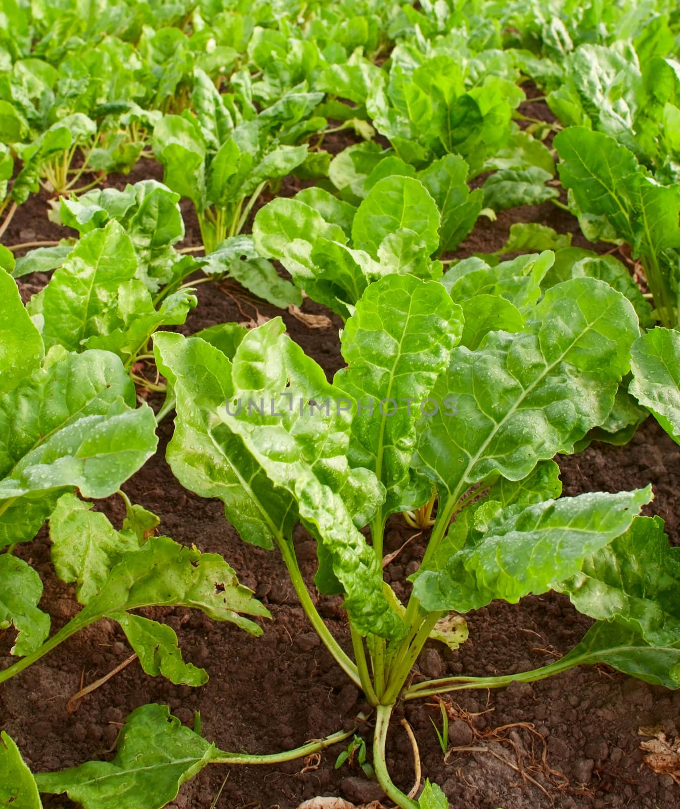 Field with sugar-beet, summer season, vegetable garden