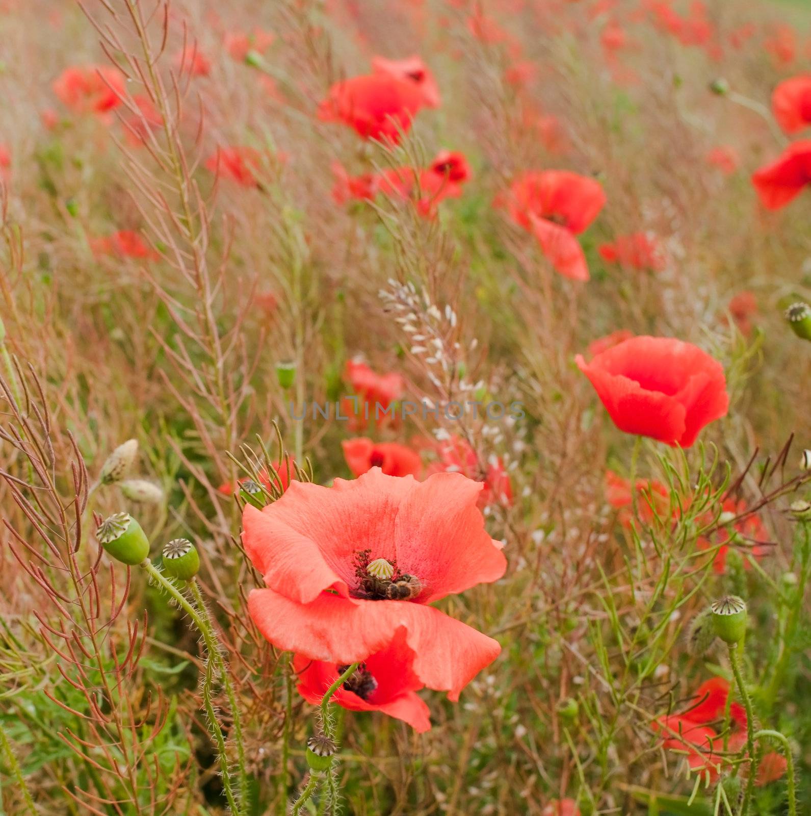 In poppies field with a bee in the first front flower in focus