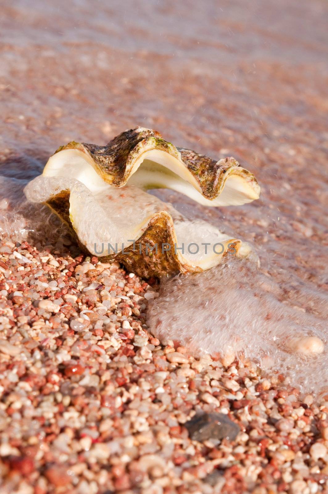 Shell on beach in waves. Shallow depth of fields. Focus on the shelf front edge