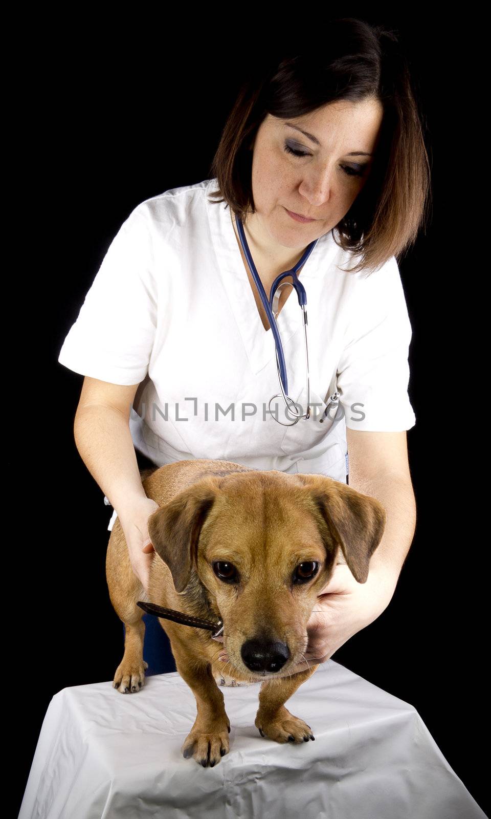 a veterinary girl and dachshund