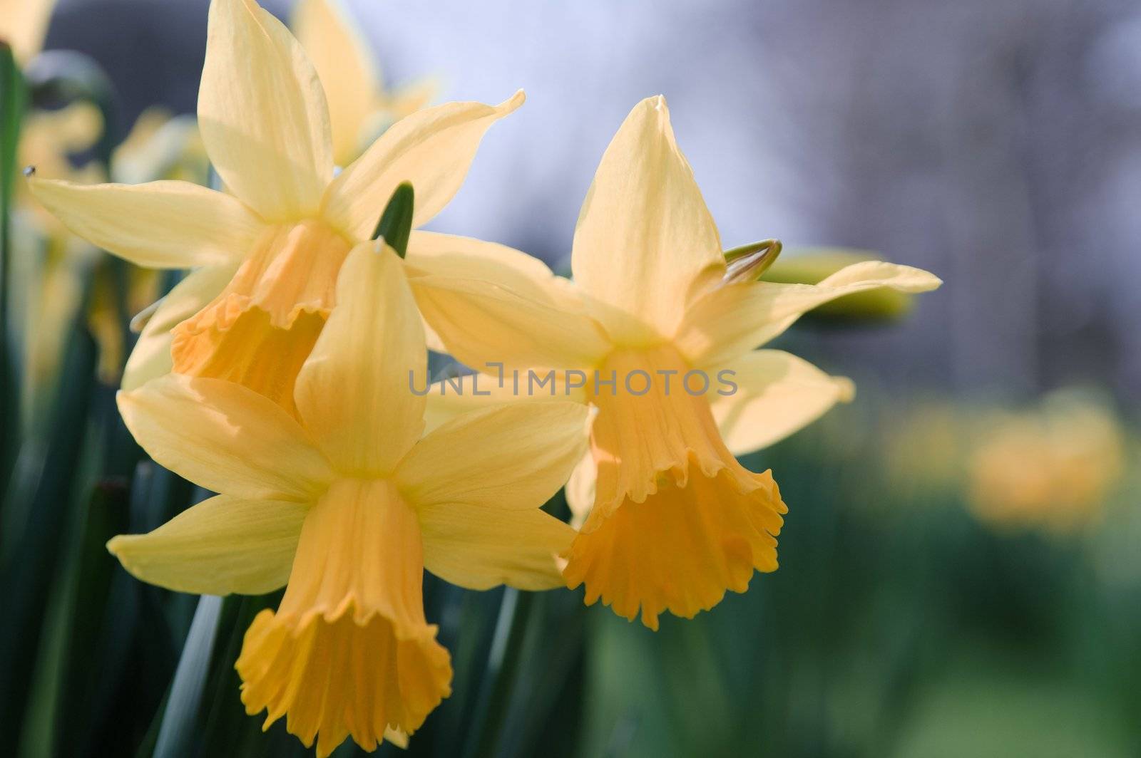 Daffodils by Jez22