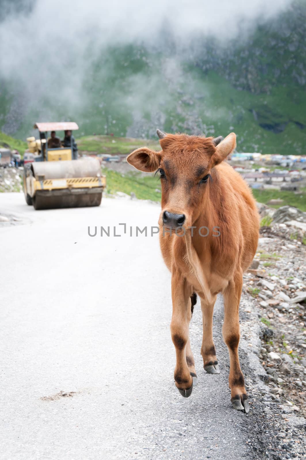 Frightened calf runs away from roller compactor on mountain road