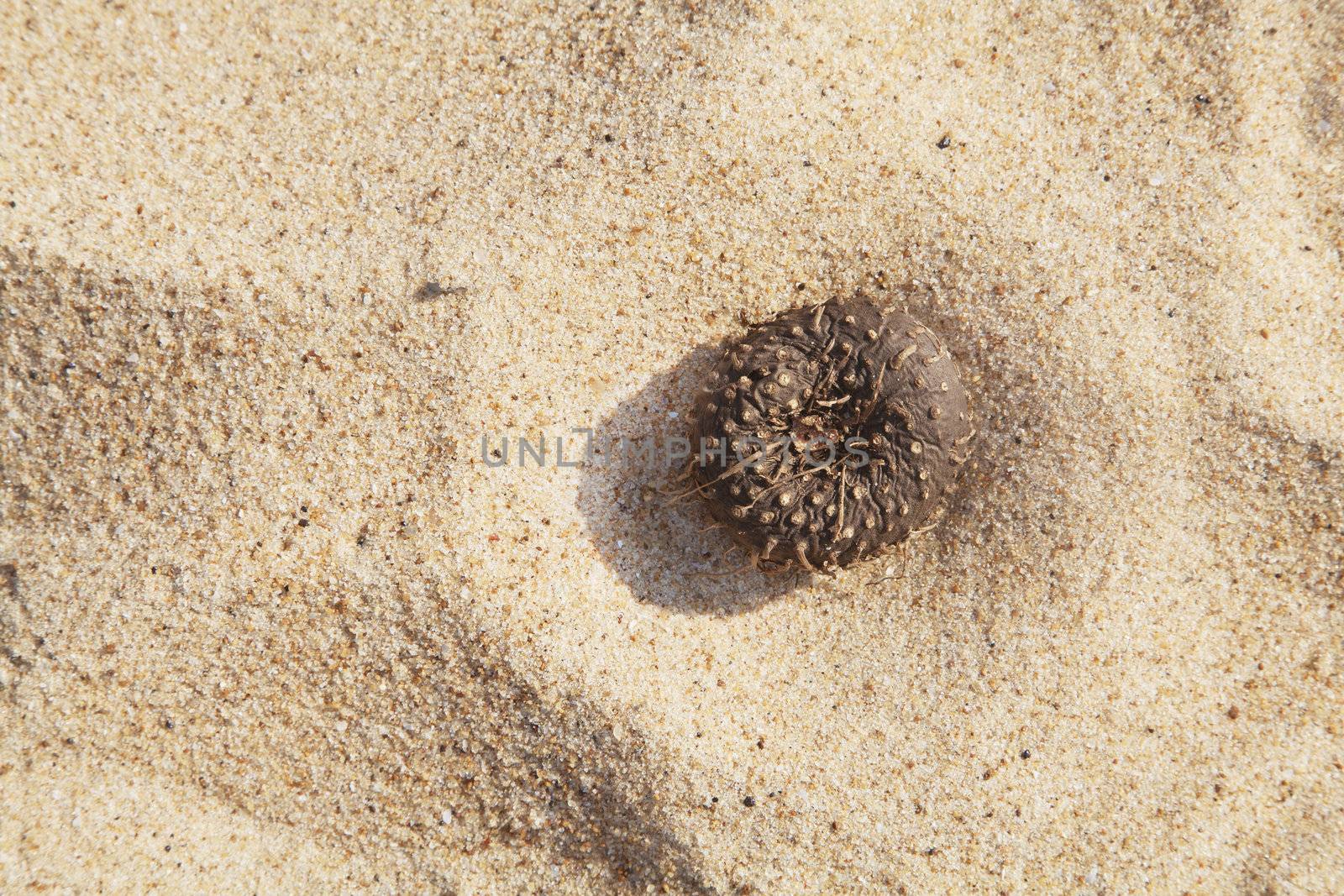 Any orientation, Elephant Foot on a sandy beach Suran- Elephant foot yam - Amorphophallus paeoniifolius. Part of the beet family, tropical raw food can be used as an alternative to potato