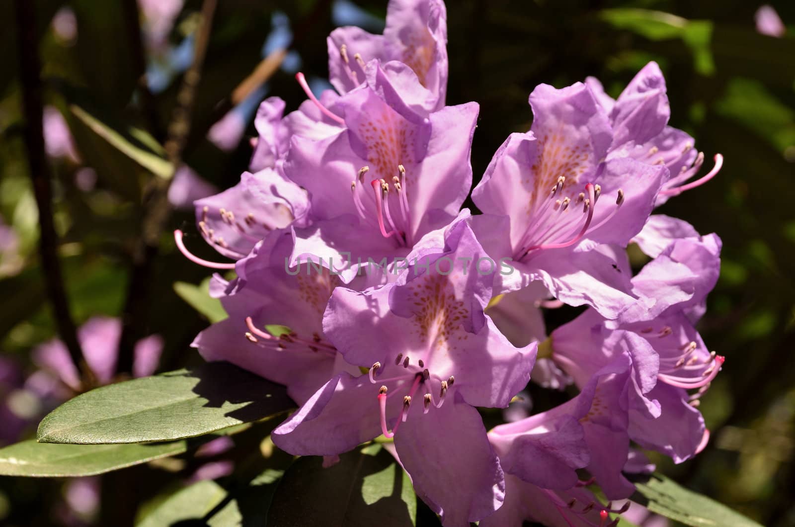 The photo shows Bad Muskau - park - blooming rhododendrons