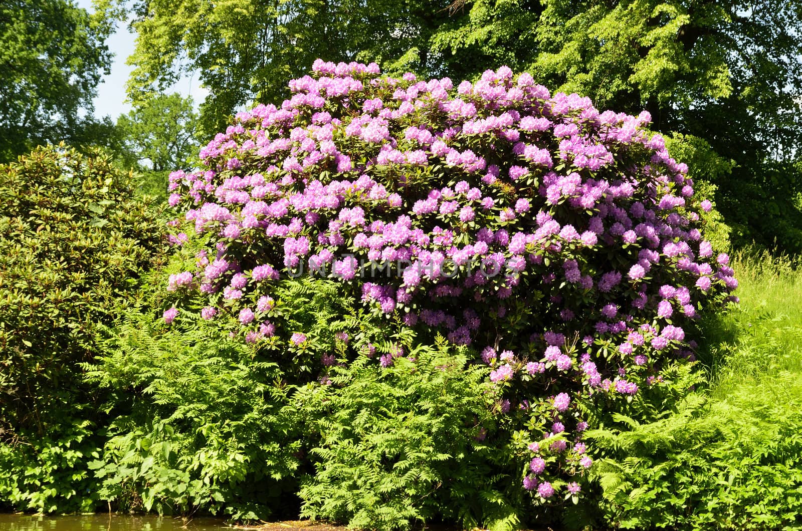 The photo shows Bad Muskau - park - blooming rhododendrons.