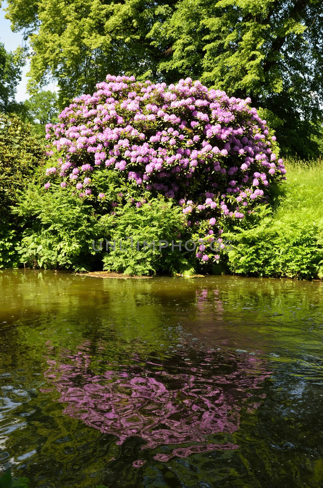 The photo shows Bad Muskau - park - blooming rhododendrons.